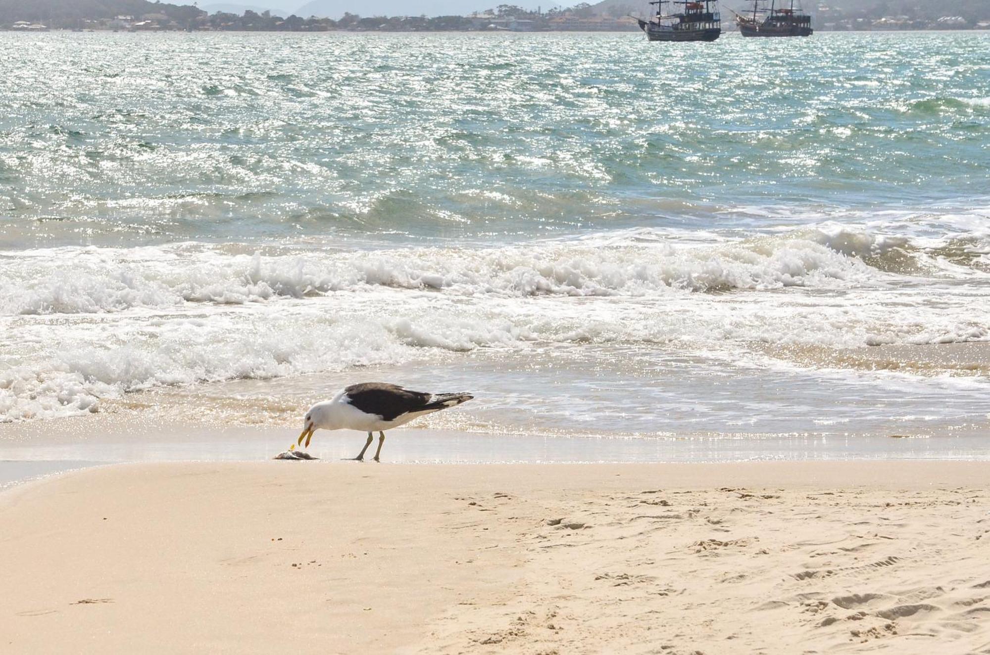 Conforto 2 Quadras Da Praia Em Canasvieiras N539 Florianópolis 外观 照片